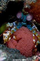 Mantis shrimp with eggs at Tulamben, Bali, Indonesia. by Tammy Gibbs 